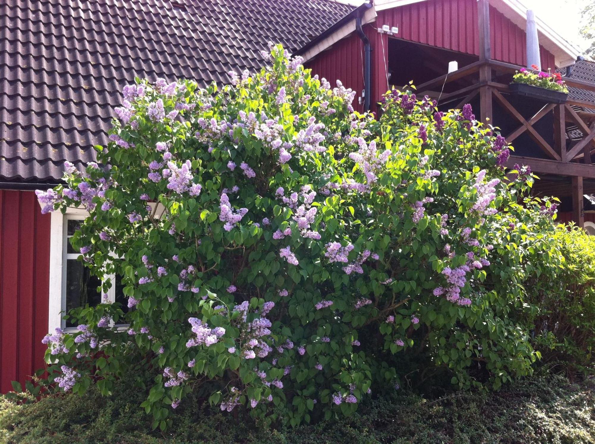 Mattisgarden Bed & Breakfast Östra Ljungby Eksteriør billede